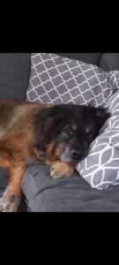 Cooper_GedenktafelTierkrematoriumLebring