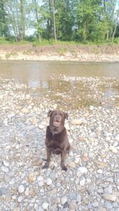 Marley_GedenktafelTierkrematoriumLebring