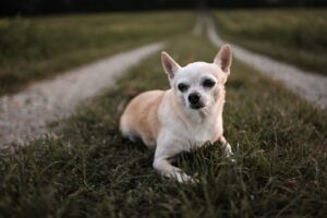 Coco_Gedenktafel_TierkrematoriumLebring