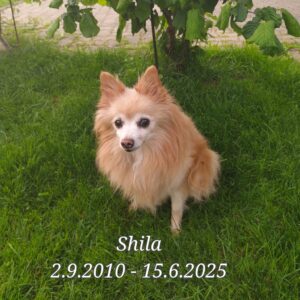 Shila_Gedenktafel_TierkrematoriumLebring