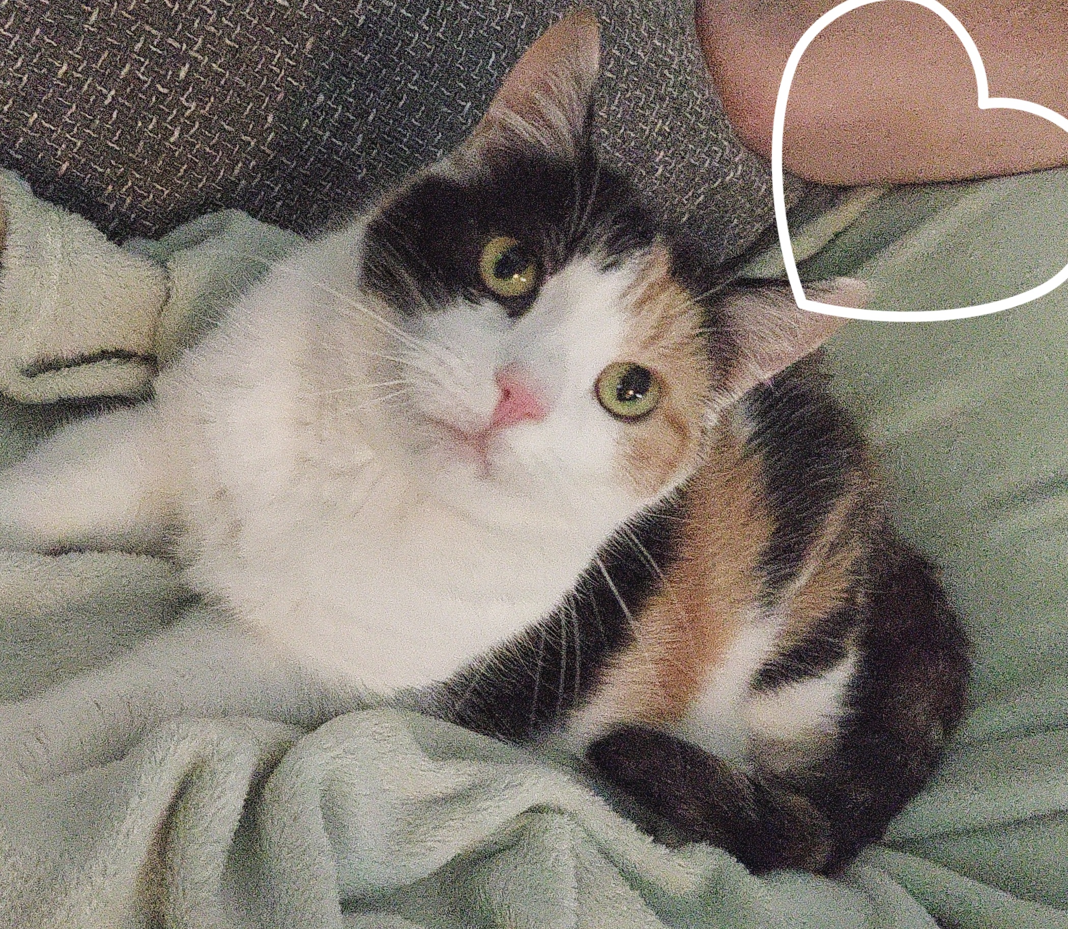 Abschied nehmen mit Pietät 29 Kundenstimme von Elisabeth K zur Einäscherung von Katze Baghira durch das Tierkrematorium Lebring
