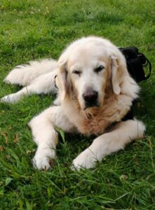 Jouey_Gedenktafel_TierkrematoriumLebring