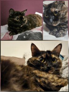 Prija_Gedenktafel_TierkrematoriumLebring