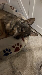 Kruschko_GedenktafelTIerkrematoriumLebring