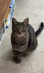 Gedenktafel_Lilly_TierkrematoriumLebring