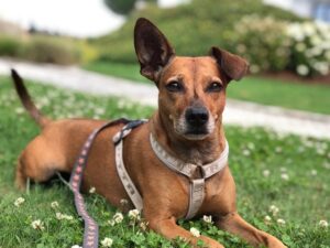 Malou_GedenktafelTierkrematoriumLebring