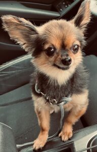 Roxy_Gedenktafel_TierkrematoriumLebring