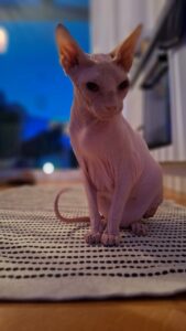 Asmo_Gedenktafel_TierkrematoriumLebring