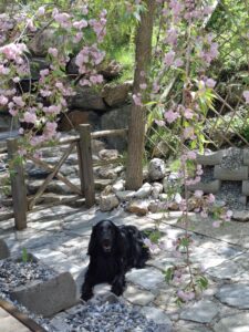 Basco_GedenkseiteTierkrematoriumLebring