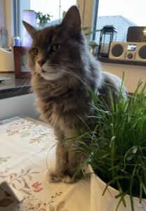 Kitty_Gedenktafel_TierkrematoriumLebring