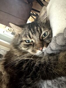 Shiva_GedenktafelTierkrematoriumLebring