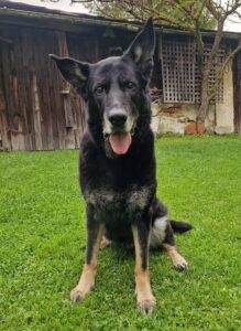 Ive_GedenktafelTierkrematoriumLebring