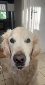 Sam_GedenktafelTierkrematoriumLebring