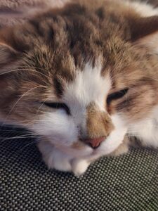 Maya_GedenktafelTierkrematoriumLebring