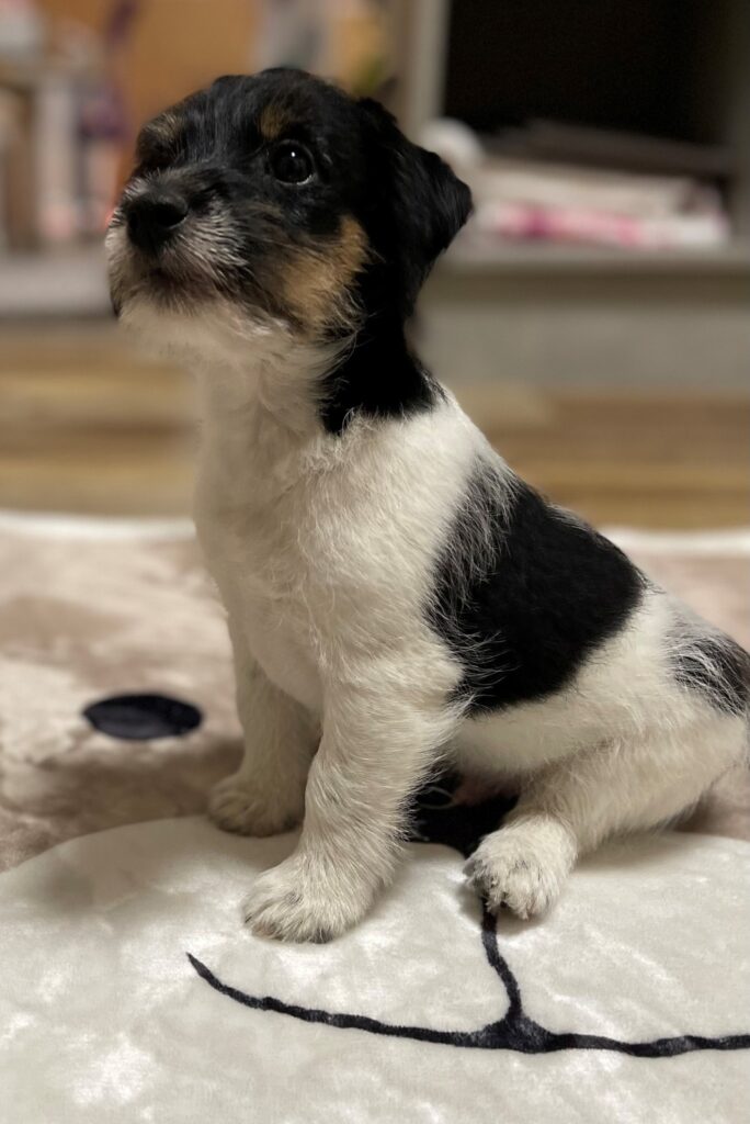 Teammitglied des Tierkrematoriums Lebring / Teamhund Leo