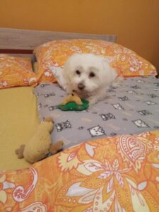 Angel_Gedenktafel für Tierkrematorium Lebring