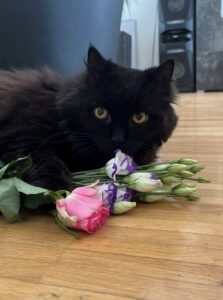 Kitty_Gedenktafel_TierkrematoriumLebring