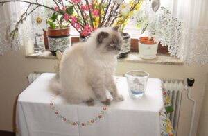 Nicki_Gedenktafel_TierkrematoriumLebring