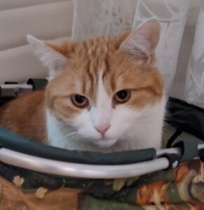 Pauli_Gedenktafel_TierkrematoriumLebring