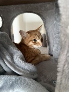 Simba_Gedenktafel_TierkrematoriumLebring