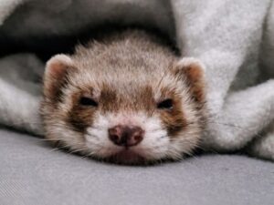 Stan_Gedenktafel_TierkermatoriumLebring