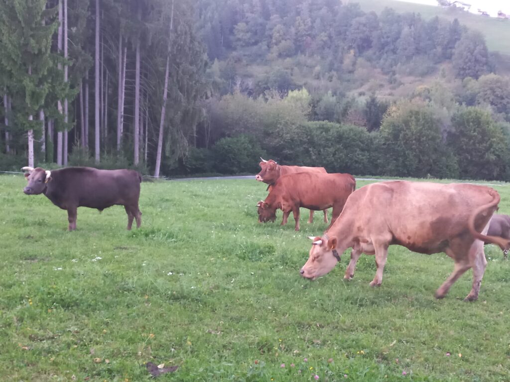 Spende der Tierhilfe Lebring