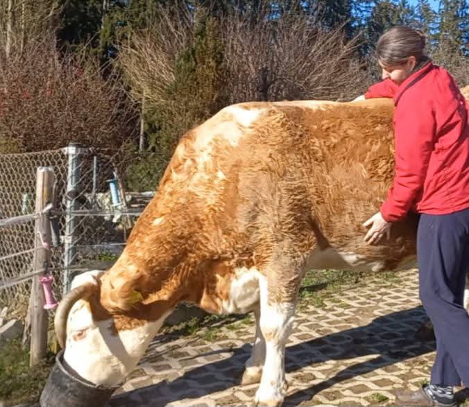 Spende der Tierhilfe Lebring